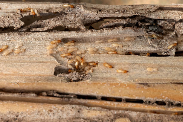Best Affordable Pest Control Services  in Wade, MS